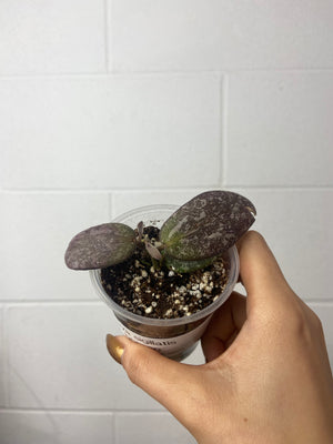 B18-5032- Hoya sigillatis borneo