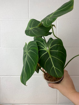B8-9399- philodendron Gloriosum silver