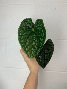 B77-3620- anthurium luxurians