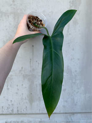 Philodendron mexicanum - MID CUT- 0373 (B5)