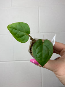 B91-0061- anthurium ‘vag’ x luxurians