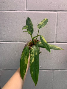 B33-3948- philodendron domesticum variegated