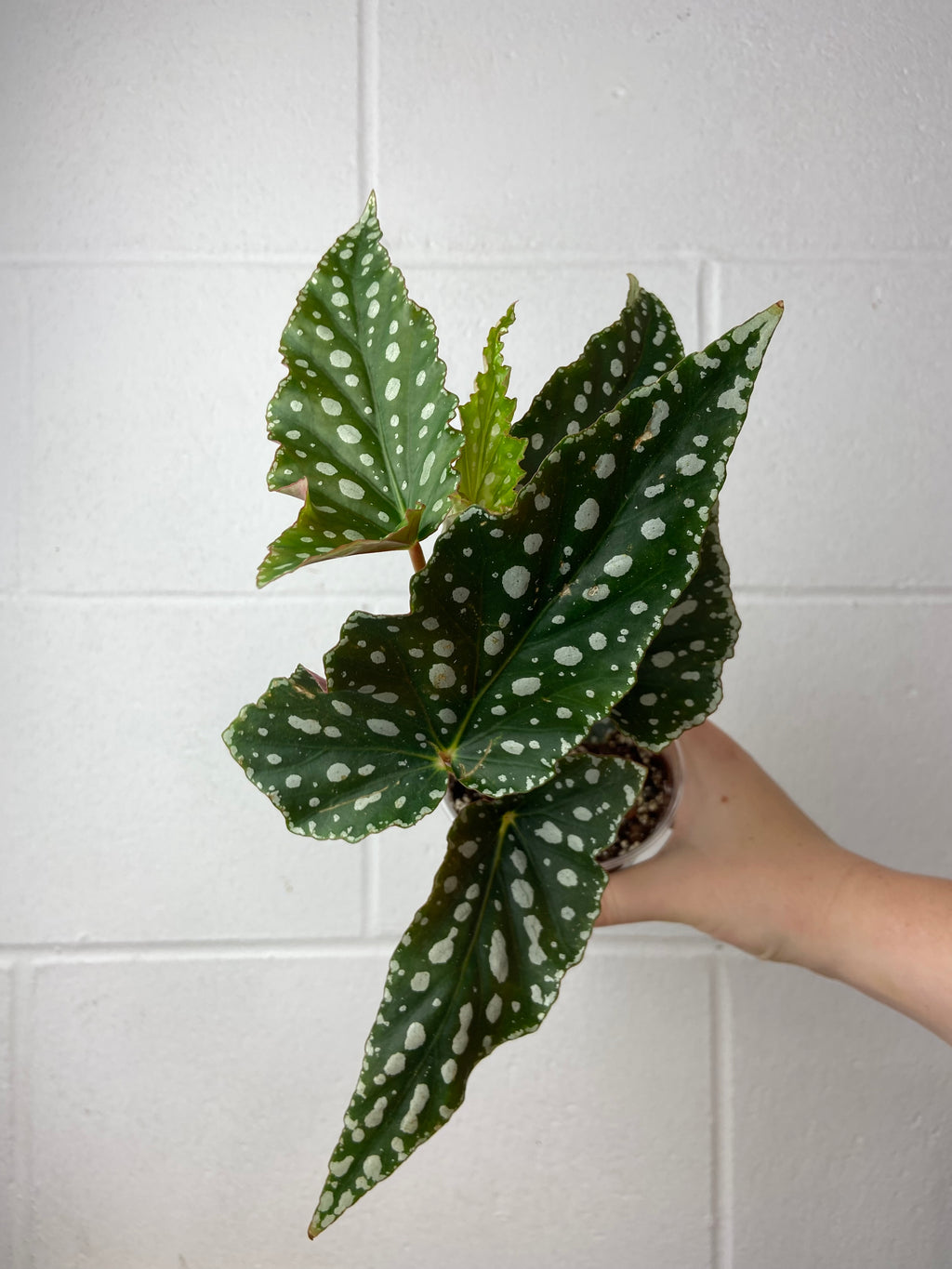 B2-9266- begonia maculata