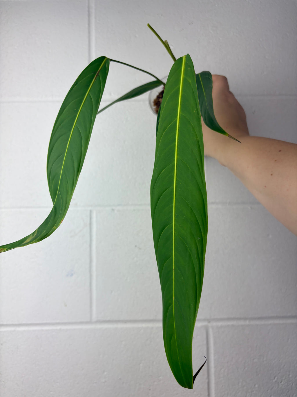 B64-1352- philodendron heterocraspedon