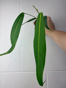 B64-1352- philodendron heterocraspedon