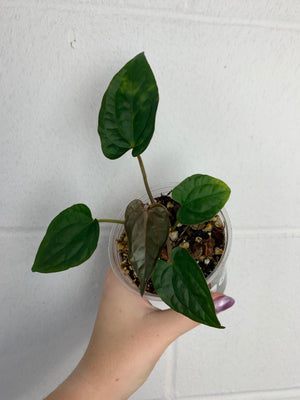 Anthurium magnificum verde x luxurians -B38-3255