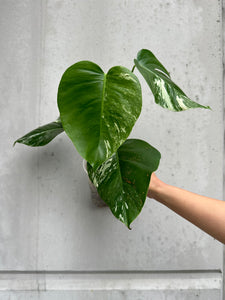 Monstera deliciosa var borsigiana albo - 8 (B4)