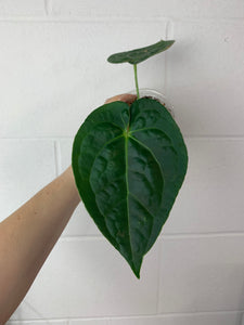 B08-0228- Anthurium Crystal Hope x luxurians