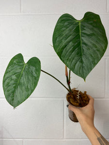 B85-3974- Philodendron sodiroi