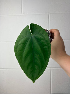 B60-1276-anthurium dressleri