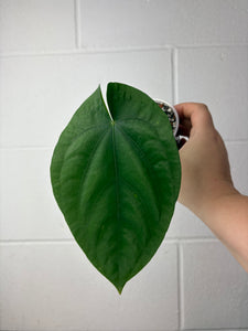 B60-1276-anthurium dressleri