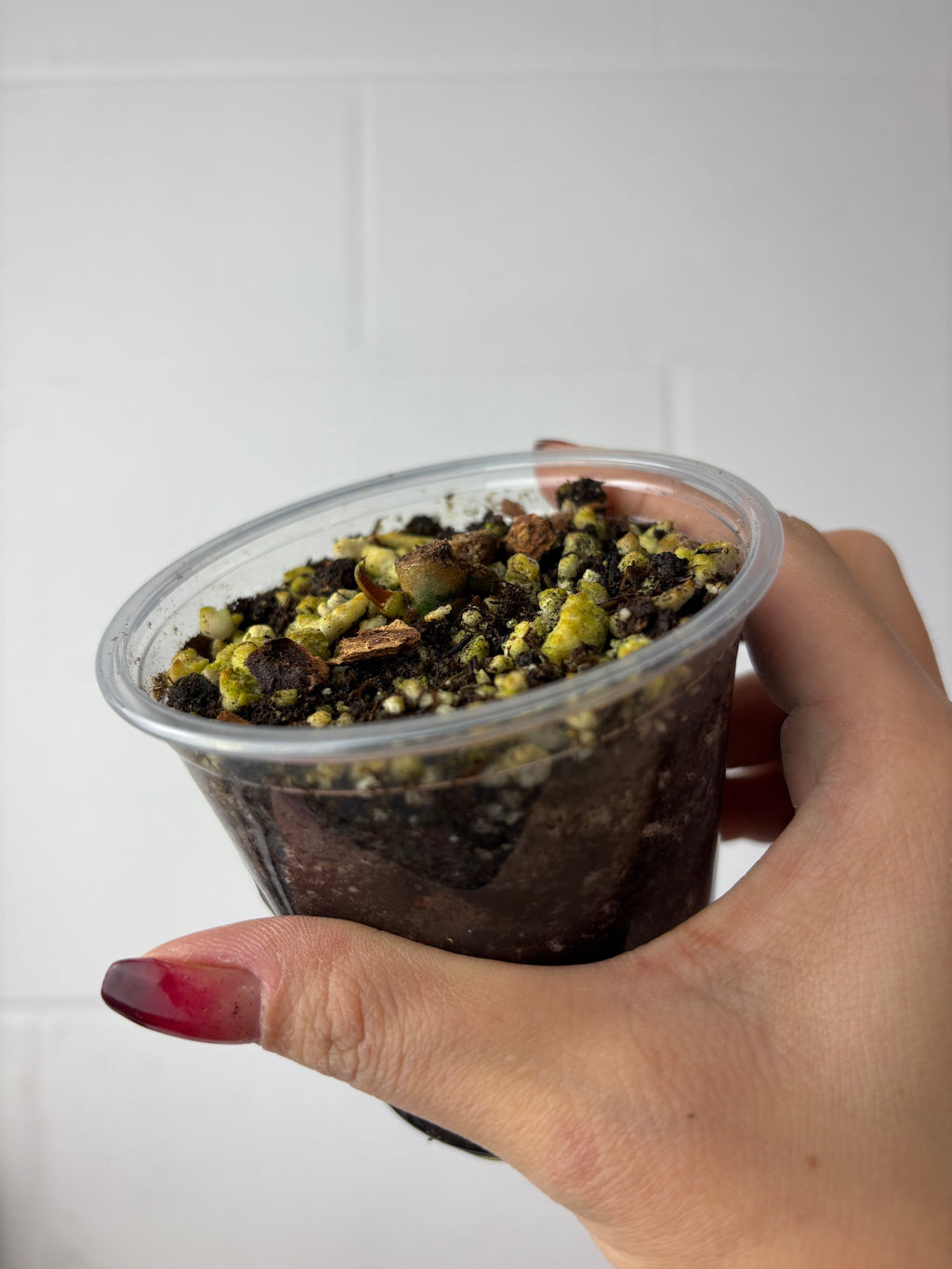 B92-1552- anthurium RA6x self chonk