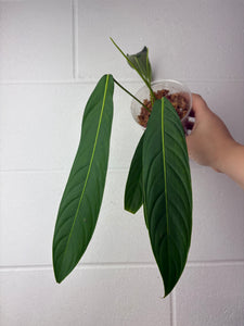 B64-1351- philodendron heterocraspedon