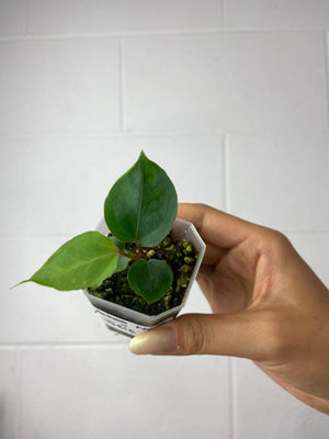 B7-9453- anthurium Wuhoo NOID x self