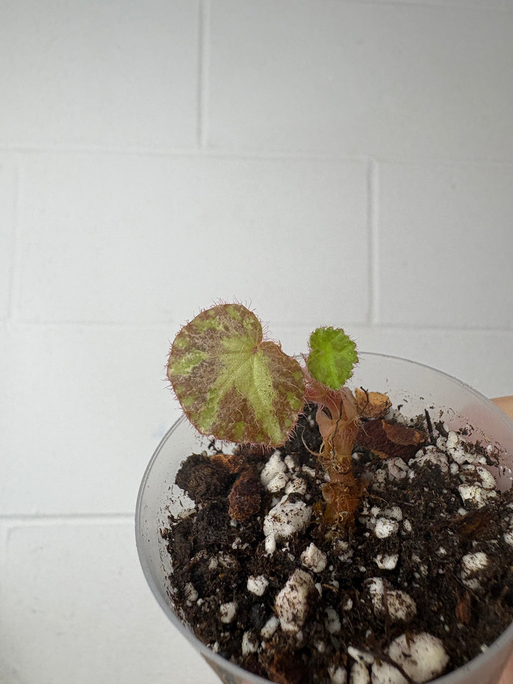 B92–1501- begonia ‘silver splash’