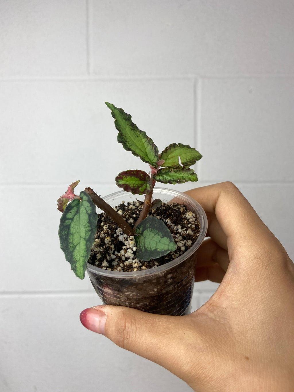 B54-6268- pellonia repens