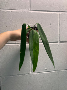 B31- 4038- Anthurium pallidiflorum