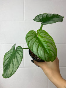 B71-0790- philodendron Mamei silver cloud