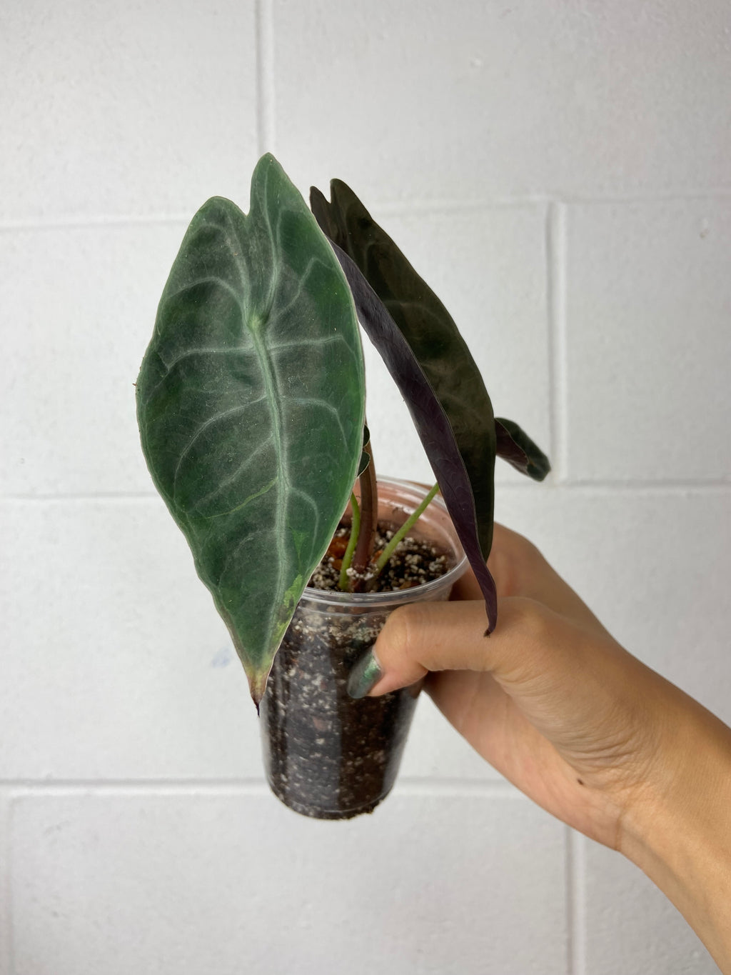 B85-9023- alocasia watsoniana