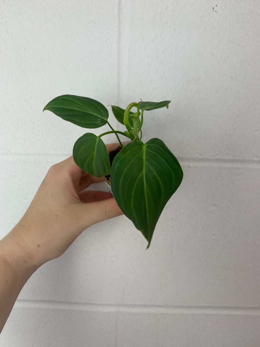 B60-3309-philodendron Glorious