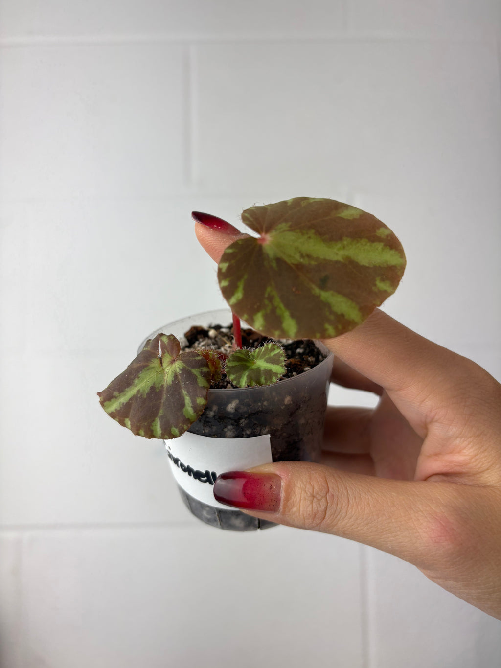 B91-1548-begonia gironellae