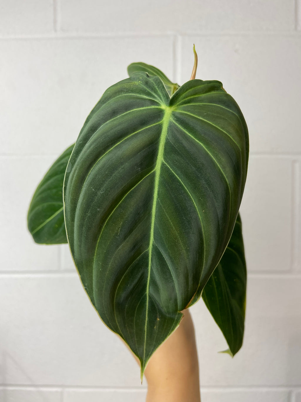 B88-0029- Philodendron melanochrysum