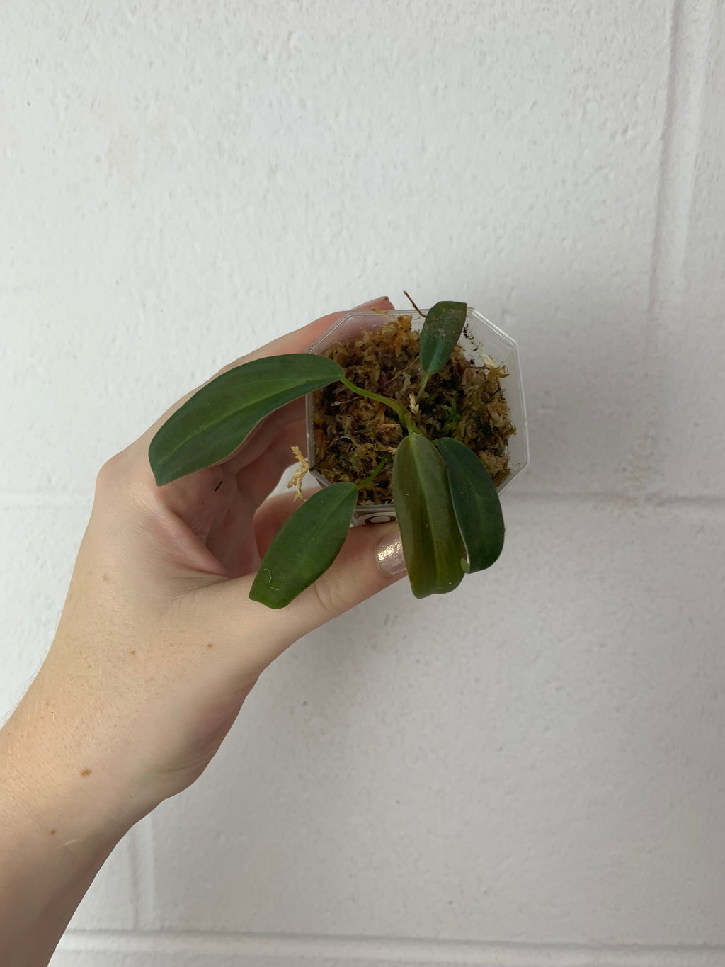 B39-0313- philodendron Gigas