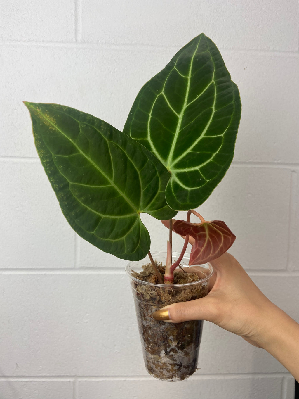 B24-0813-anthurium besseae aff