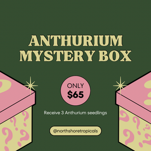 Anthurium mystery box