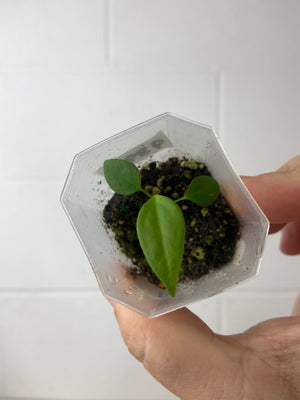 B8-9391- anthurium pallidiflorum seedling