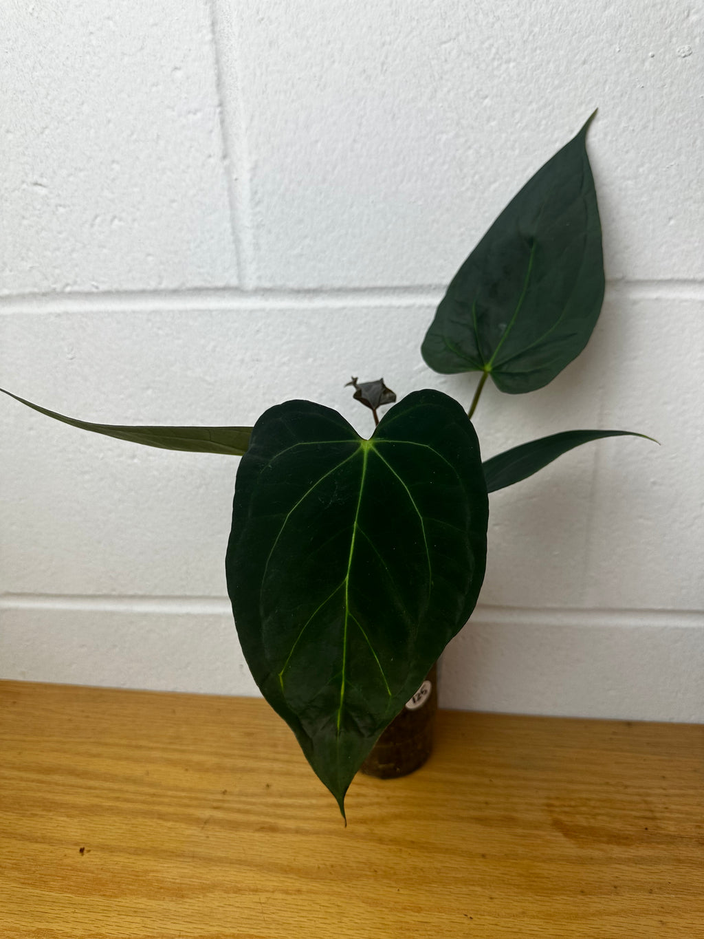 Anthurium papillilaminum hybrid -B42-3512