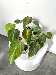 Philodendron glorious (multiple available)