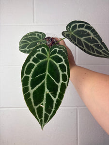B62-1306- anthurium crystallinum silver