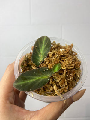 B16-J33- begonia thelmae