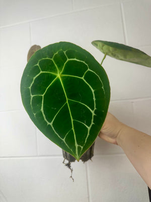 B53-0626- anthurium forgetii