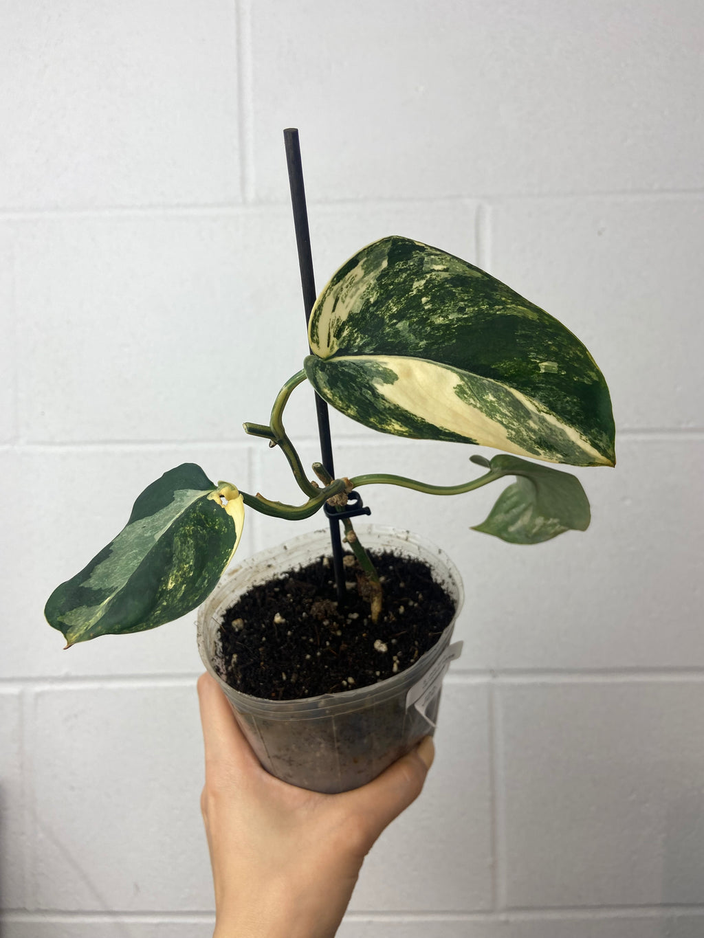 B16-J22- scindapsus jade satin aurea- mid cut