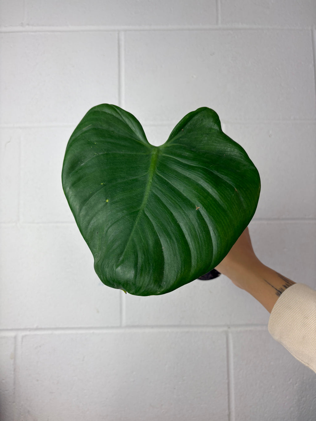 B91-1536-philodendron grazielae - mid cut