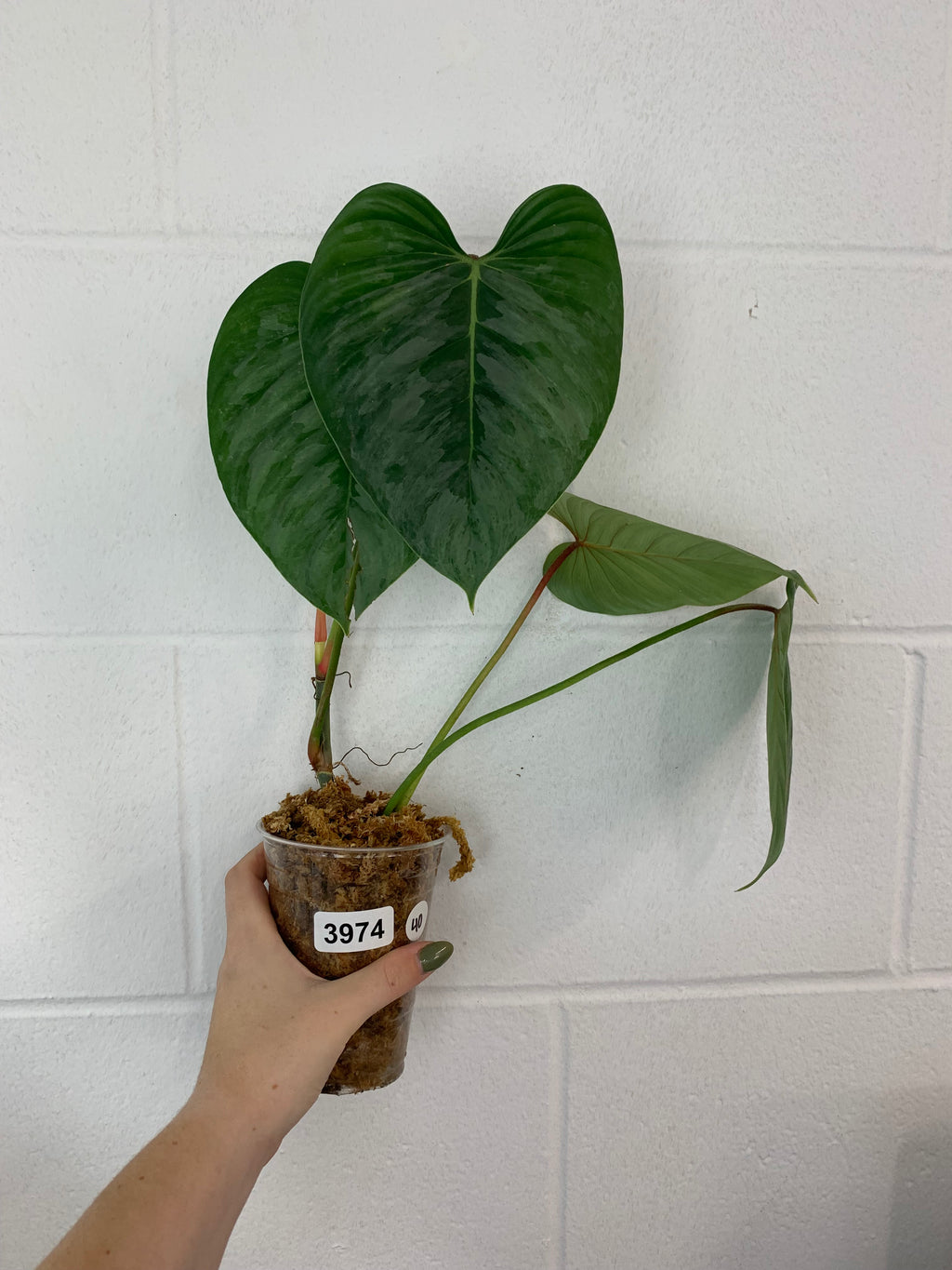 B85- 3974- philodendron Sodiroi