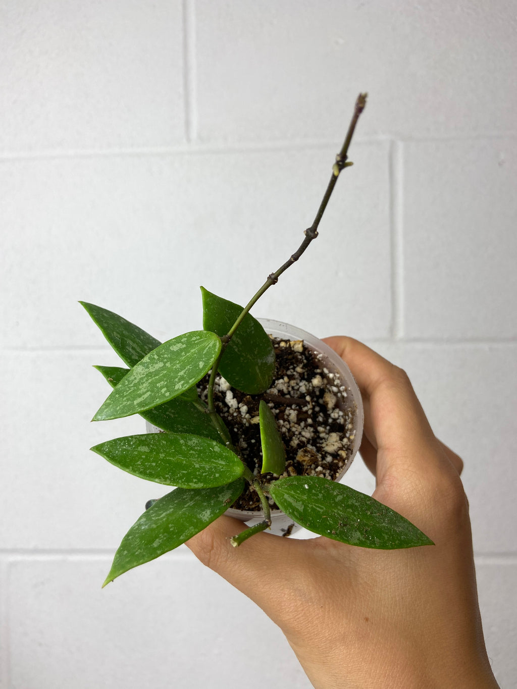 B86-9055- Hoya memoria