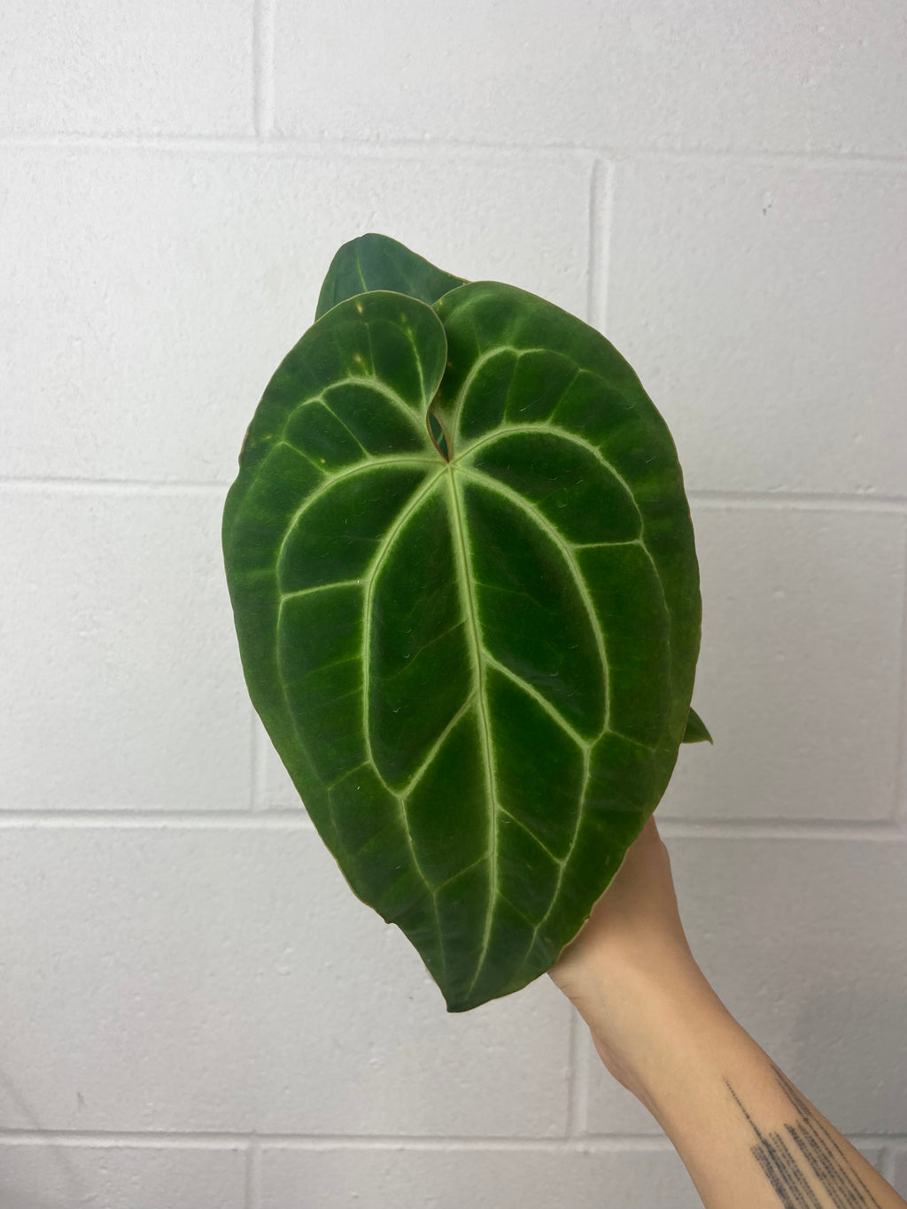 B24-0812- anthurium besseae aff