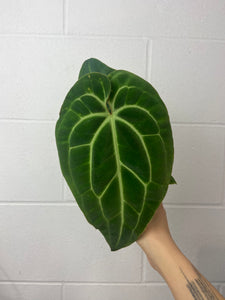 B24-0812- anthurium besseae aff