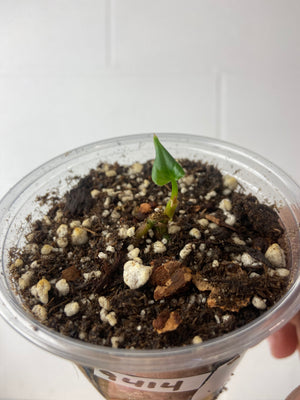 B10-9414- anthurium galaxy chonk