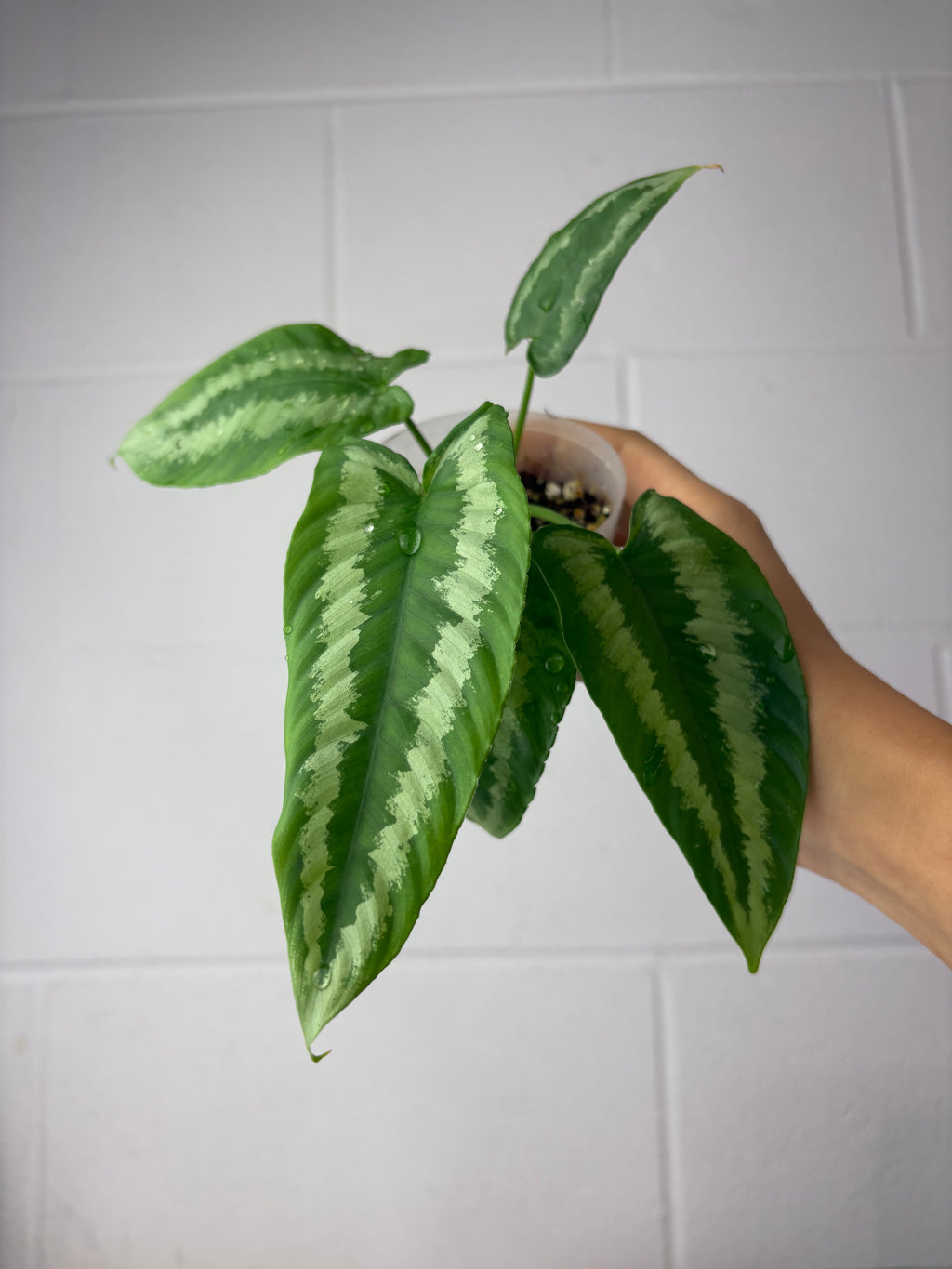 B47-1080- schismatoglottis wallichii