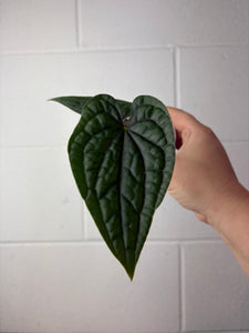 B61-1304- anthurium luxurians