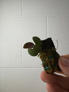 B58-1247-lepanthes uxoria