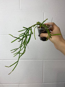 B93-0114- Rhipsalis trigona