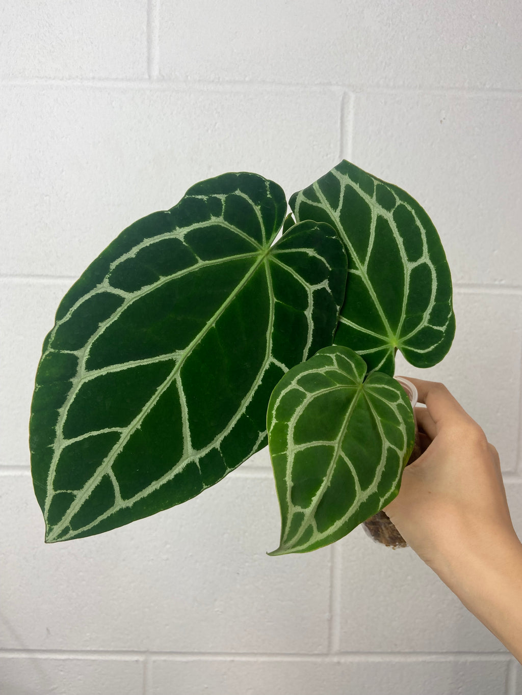 B23-0794-anthurium crystallinum black