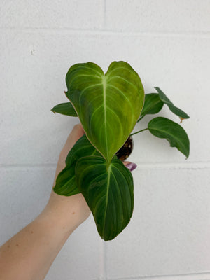 Philodendron Glorious -B62-3564