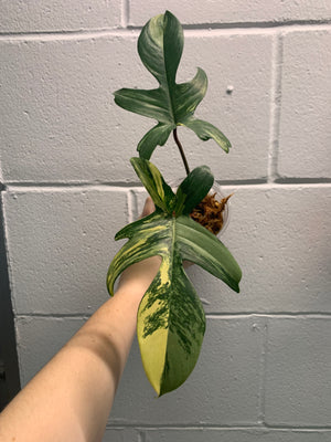 B34-0250- philodendron Florida beauty - mid cut