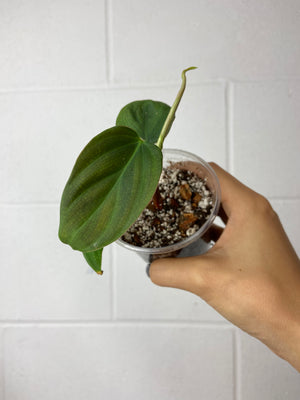 B85-9032- philodendron fuzzy petiole